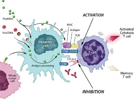Antigen Presenting Cells Such As Dendritic Cells Can Process Antigens Download Scientific