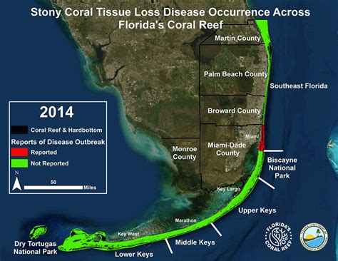 Stony Coral Tissue Loss Disease Progression Along Florida