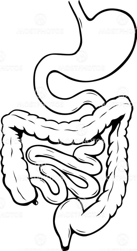 How To Draw A Digestive System Easy Step How To Draw Human Digestive