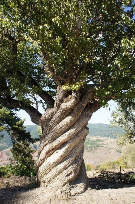 Untitled Twisted Tree Weird Trees Nature Tree