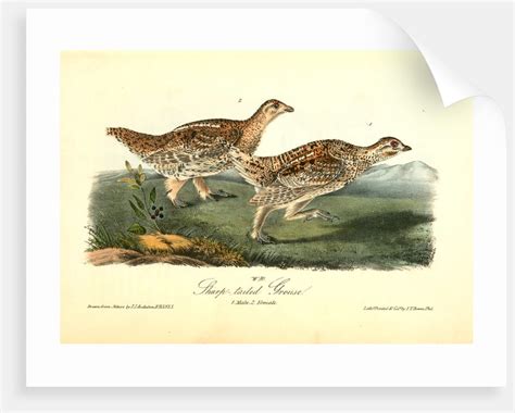 Sharp Tailed Grouse Posters And Prints By John James Audubon
