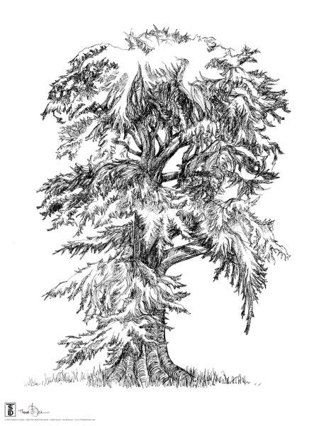 Coloring Page Of Bald Cypress Tree Louisiana Coloring Pages