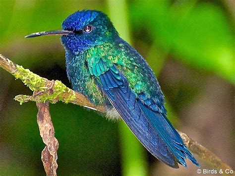 Blue Headed Hummingbird Cy Anophaia Bicolor Dominica Martinique Of