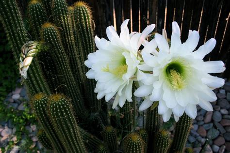 One of the strangest plants of the desert, the night blooming cereus, is a member of the cactus family that resembles nothing more than a dead bush most of the year. Gallery Queen Of The Night Cactus