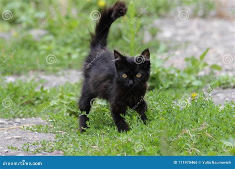 Black Furry Kitty Walking In Grass Stock Photo Image Of Lover Funny
