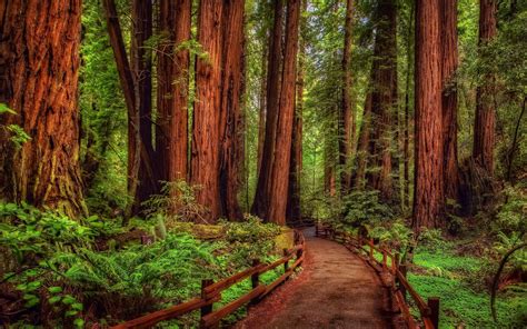 Redwoods Backgrounds And Wallpapers 65 Images