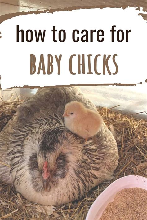 How To Care For Baby Chicks Guide To Raising Chickens In Your Backyard