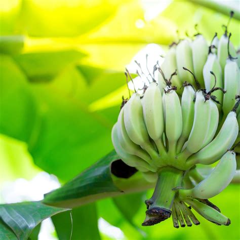 Banana Plant And Flower Photos Thriftyfun