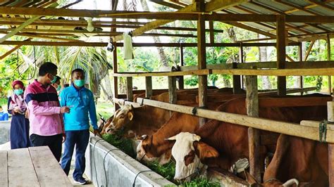 Peternakan Sapi Desa Batang Tajongkek Jadi Pujian Walikota Pariaman