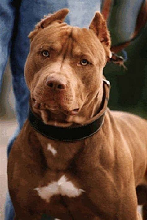Milhares de fotos novas de alta. Blog Interessante: Raça Pitbull (cão) - Melhores fotos imagens - Pit bull. American Pit Bull ...