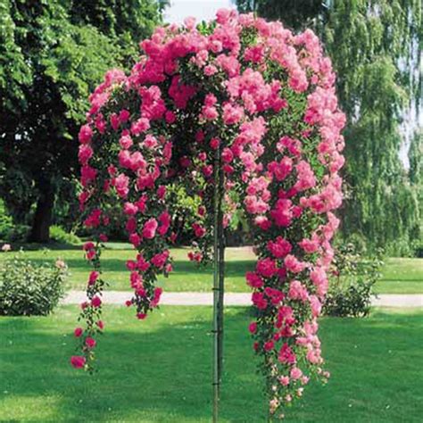 If it does, can anyone help me find one from a reputable company? Roses- Hello Hello