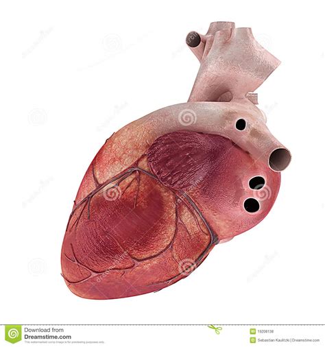 Coeur humain illustration stock. Illustration du anatomique - 19208138
