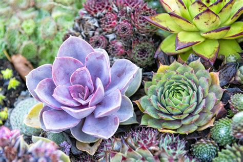 Succulent Types Purple Best Succulent Ideas