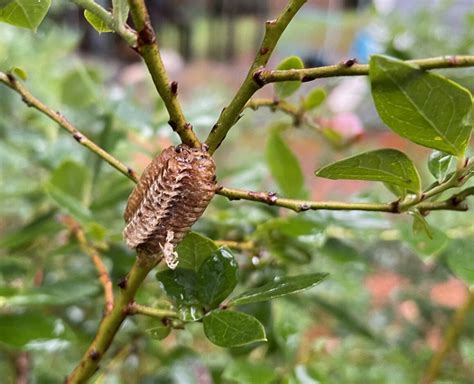 Garden Help Desk What Should I Do About This Mystery In My Shrubs