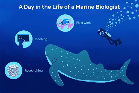 Marine Biologist Job Description Salary Skills And More