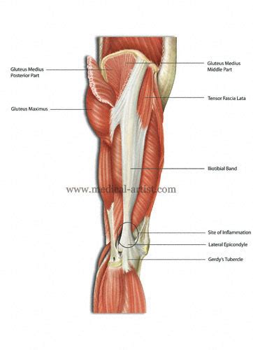 Hip And Thigh Muscles Submited Images
