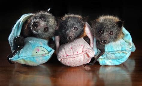 Squee Monday Baby Bats Sheila Crosby