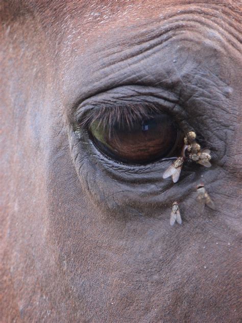 Also you can share or upload your favorite wallpapers. Horse Life and Love: All About ... Fly Bites