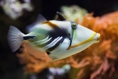 Lagoon Triggerfish Rhinecanthus Aculeatus Stock Image Image Of Indian