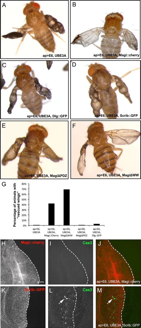 overexpression of drosophila magi rescues the hpv e6 ube3a wing download scientific diagram