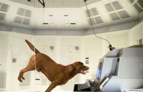 6 Movies That Would Be Better With Dogs Instead Complex