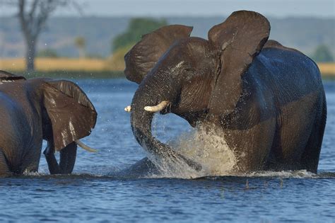 Chobe National Park — Destination Wildlife™