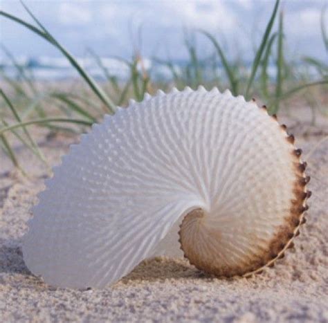 Paper Nautilus Shell Find Beach Ocean Wonders Caracol De Mar