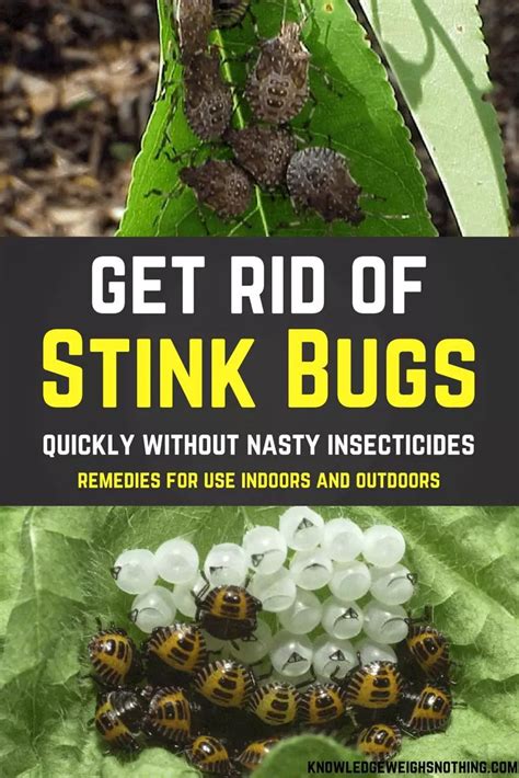 Effective Stink Bug Home Remedies For Home And Yard In 2020 Stink Bugs
