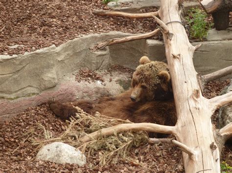 European Brown Bear Zoo Barcelona 2015 Zoochat