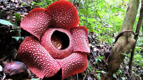 46 Contoh Bunga Berkembang Biak Dengan Cara Generatif Super Keren