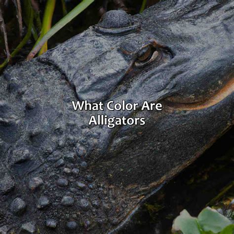 What Color Are Alligators