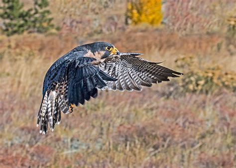 Peregrine Falcon Flight Photograph By Dawn Key Pixels
