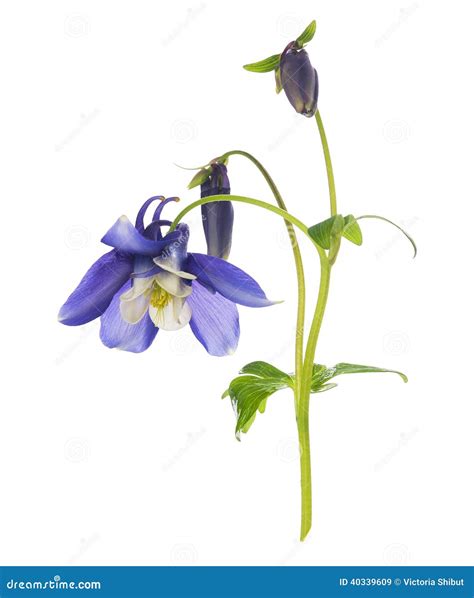 Blue Columbine Flower With Buds And Flowers Isolated Stock Image