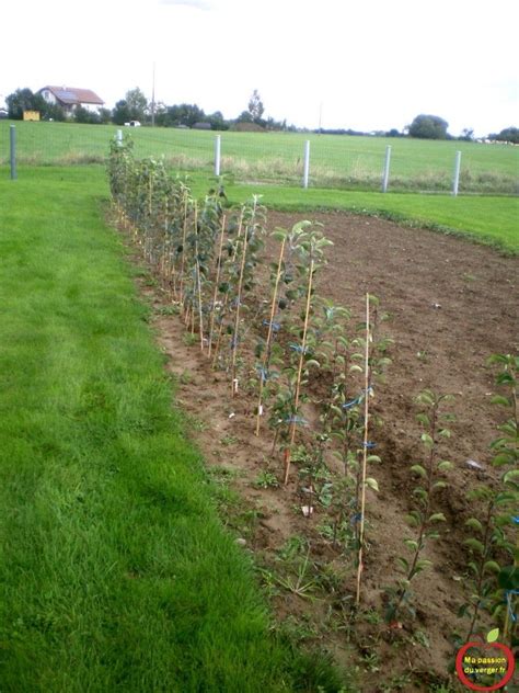 Planter Un Espalier Ou Une Palmette Chez Vous Ma Passion Du Verger