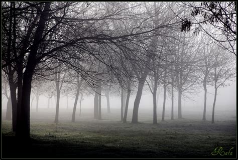 Fondos De Pantalla Niebla árbol En Blanco Y Negro Naturaleza