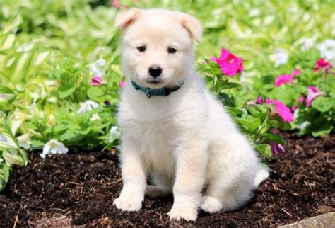 Samoyed Mix Puppies For Sale Puppy Adoption Keystone Puppies