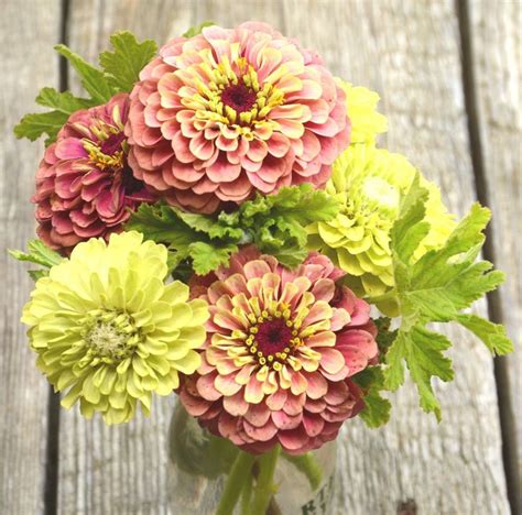 Queen Red Lime Zinnia And Benarys Giant Lime Zinnia Two Heirloom