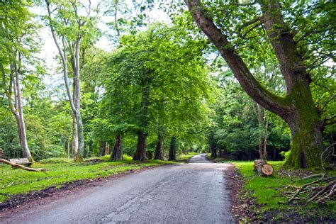 Bildet Tre Natur Skog Gress Anlegg Vei Sti Landsbygda Blad