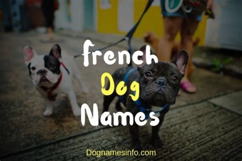 Top 500 Sweet Unique French Dog Names 2024