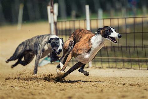 The 10 Fastest Dog Breeds In The World Dogblend