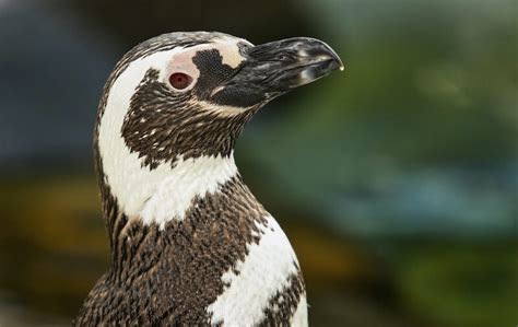 Penguin Encounter Returns To Aquarium Of The Pacific Thats It La