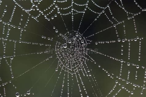 Dew On Spiders Web Stock Image Image Of Attractive 199351419