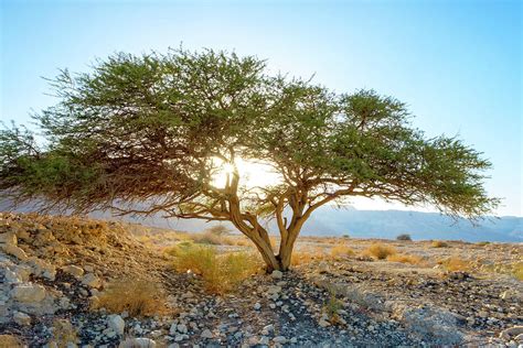 Acacia Tree And Desert Landscape Photograph By Jason Langley