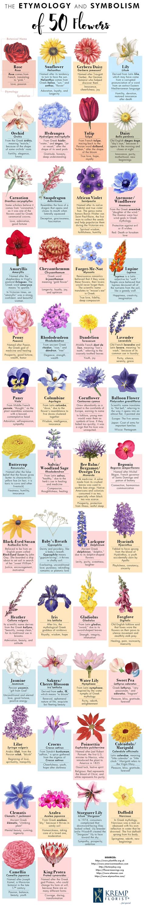 the etymology and symbolism of 50 flowers infographic pretty flower names different kinds of