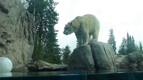 Cochrane Polar Bear Habitat Youtube