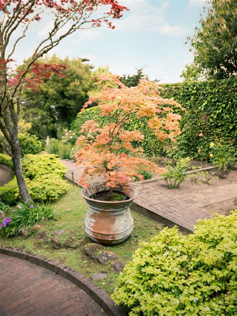 Container Planted Japanese Maple In Traditional Terraced