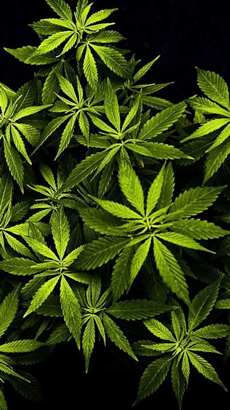 3d Weed Wallpaper For Iphone Zflas