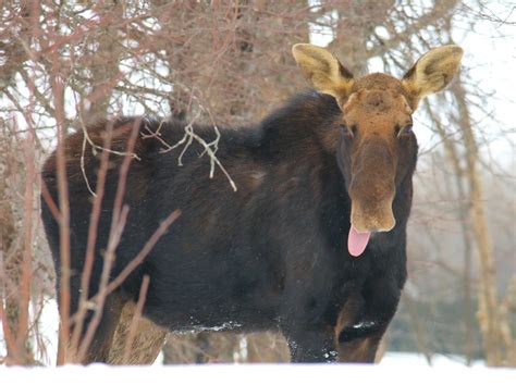 Goofy Moose A Goofy Moose With Tongue Sticking Out Pa Flickr