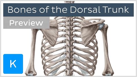 Anatomy Of Trunk Female Male Muscle Figure Human Anatomy Web Site