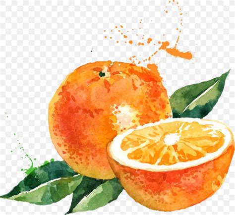 Watercolor Painting Drawing Orange Illustration Png 1450x1328px